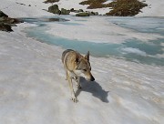 45 Laika in prlustrazione...